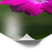Blume der Rose Fotodruck (Ecke)