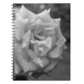 Blume der Rose in BW Notizblock (Vorderseite)