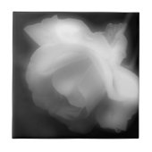 Blume der Rose in Schwarzweiß Fliese (Vorderseite)