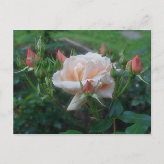 Blume der Rose Postkarte (Vorderseite)