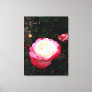 Blume der Rose, Rosa Rosa Leinwanddruck
