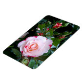 Blume der Rose, Rosa Rosa Magnet (Linke Seite)