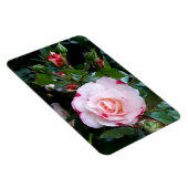 Blume der Rose, Rosa Rosa Magnet (Rechte Seite)