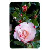 Blume der Rose, Rosa Rosa Magnet (Vertikal)