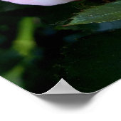Blume der Rose, Rosa Rosa Poster (Ecke)
