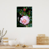 Blume der Rose, Rosa Rosa Poster (Küche)