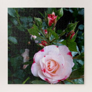 Blume der Rose, Rosa Rosa Puzzle
