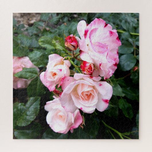 Blume der Rose, Rosa Rosa Puzzle (Vertikal)