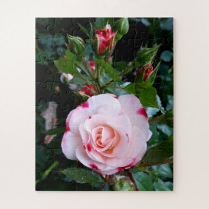 Blume der Rose, Rosa Rosa Puzzle