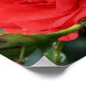 Blume der rote Rose im Blut mit Regentropfen Poster (Ecke)