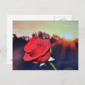Blume der rote Rose Postkarte (Vorne/Hinten)