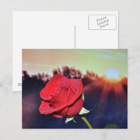 Blume der rote Rose Postkarte (Vorne/Hinten)