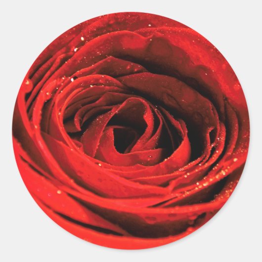 Blume der rote Rose Runder Aufkleber (Vorderseite)