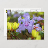 Blume der schottischen Highlands Postkarte (Vorne/Hinten)