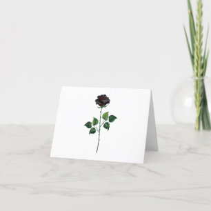 Blume der schwarzen Rose Ankündigung