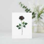 Blume der schwarzen Rose Ankündigung (Stehend Vorderseite)