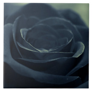 Blume der schwarzen Rose Fliese
