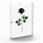 Blume der schwarzen Rose Fotoblock (Links)