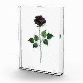 Blume der schwarzen Rose Fotoblock (Rechts)