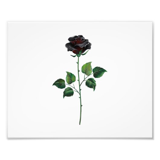 Blume der schwarzen Rose Fotodruck (Vorne)