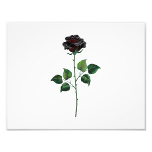 Blume der schwarzen Rose Fotodruck