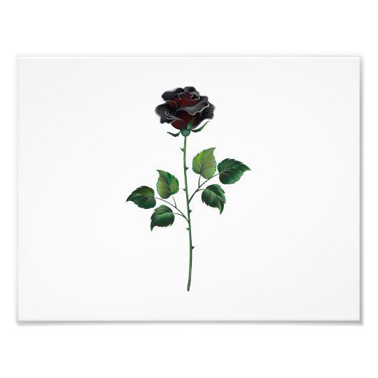 Blume der schwarzen Rose Fotodruck (Vorne)