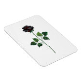 Blume der schwarzen Rose Magnet (Rechte Seite)