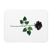 Blume der schwarzen Rose Magnet (Horizontal)