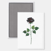 Blume der schwarzen Rose Magnet (Vorderseite/Rückseite)