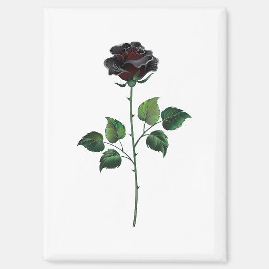 Blume der schwarzen Rose Magnet (Vorderseite)