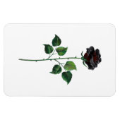 Blume der schwarzen Rose Magnet (Horizontal)