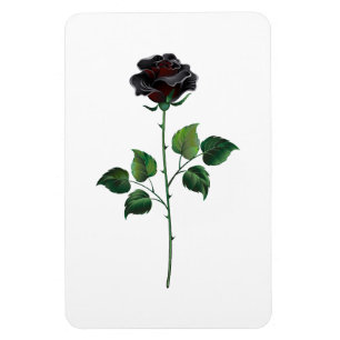 Blume der schwarzen Rose Magnet