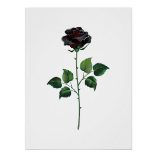 Blume der schwarzen Rose Poster