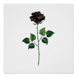 Blume der schwarzen Rose Poster