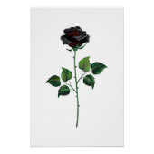Blume der schwarzen Rose Poster (Vorderseite)