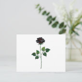 Blume der schwarzen Rose Postkarte (Stehend Vorderseite)