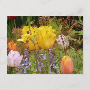 Blume der Tenderness Postkarte