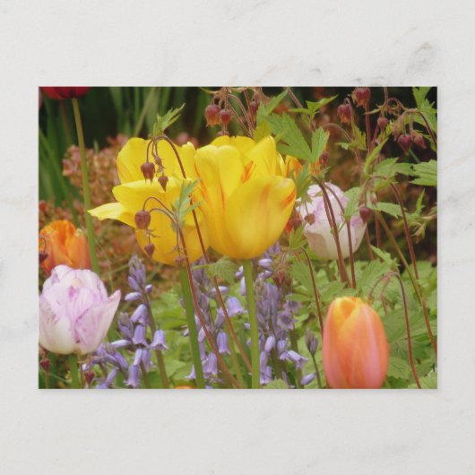 Blume der Tenderness Postkarte (Vorderseite)