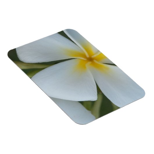 Blume der tropischen Plumeria aus Fidschi Magnet (Rechte Seite)