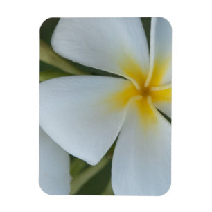 Blume der tropischen Plumeria aus Fidschi Magnet