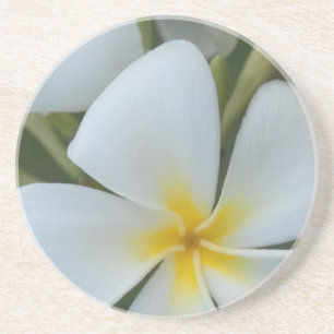 Blume der tropischen Plumeria aus Fidschi Sandstein Untersetzer