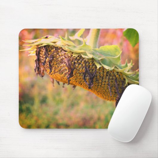 Blume der verblichenen Sonnenblumen Mousepad (Mit Mouse)