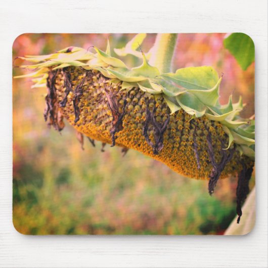 Blume der verblichenen Sonnenblumen Mousepad (Vorne)