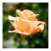 Blume der Vintagen Rose