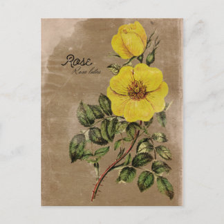 Blume der Vintagen Rose Postkarte