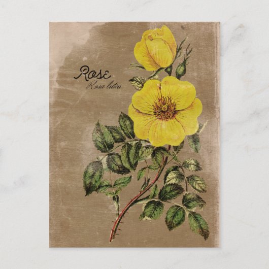Blume der Vintagen Rose Postkarte (Vorderseite)