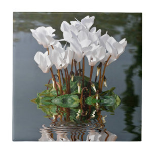 Blume der weißen Cyclamen im Wasser Fliese