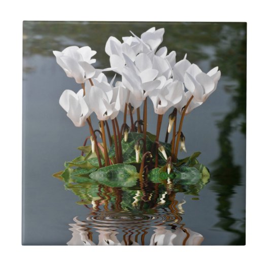 Blume der weißen Cyclamen im Wasser Fliese (Vorderseite)
