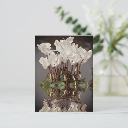 Blume der weißen Cyclamen im Wasser Postkarte (Stehend Vorderseite)