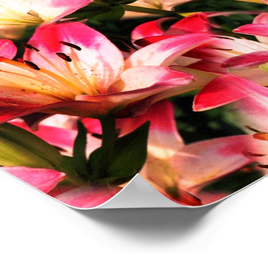 Blume der Weißen Lilie Poster (Ecke)